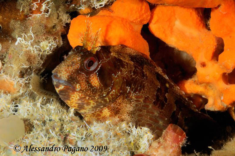 Piccolo blennide (Parablennius gattorugine)